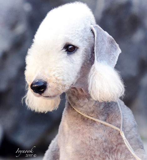 prop. Eyes of angel kennel