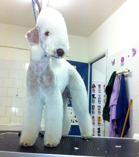 toelettatura bedlington terrier toelettatura bedlington terrier
