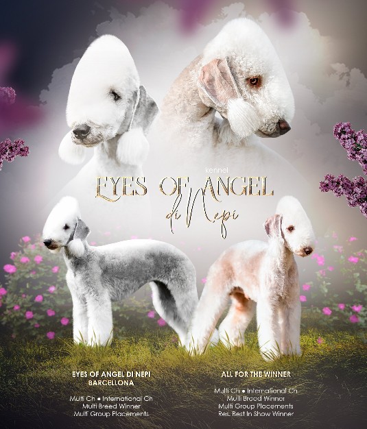 cuccioli bedlington terrier