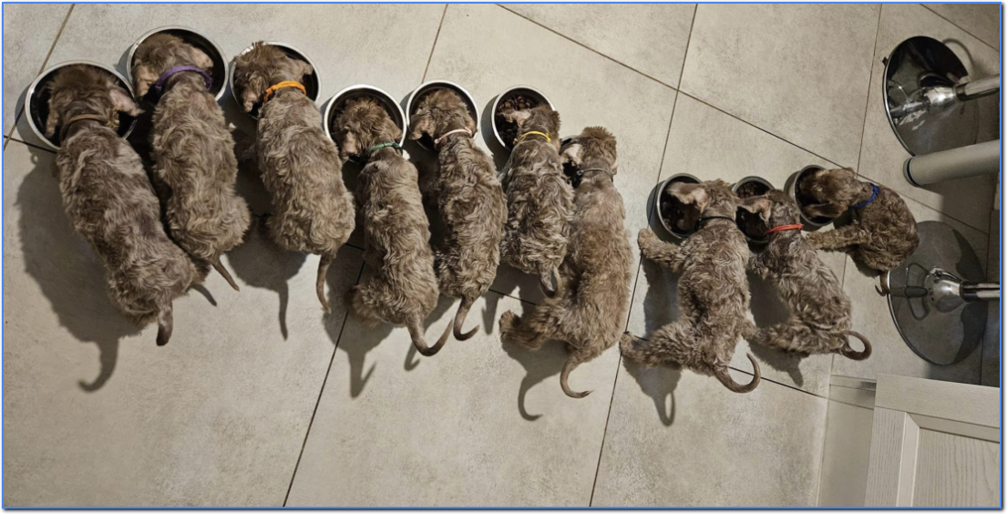 THE H LITTER THE H LITTER