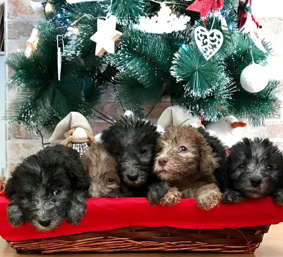 cuccioli bedlington terrier