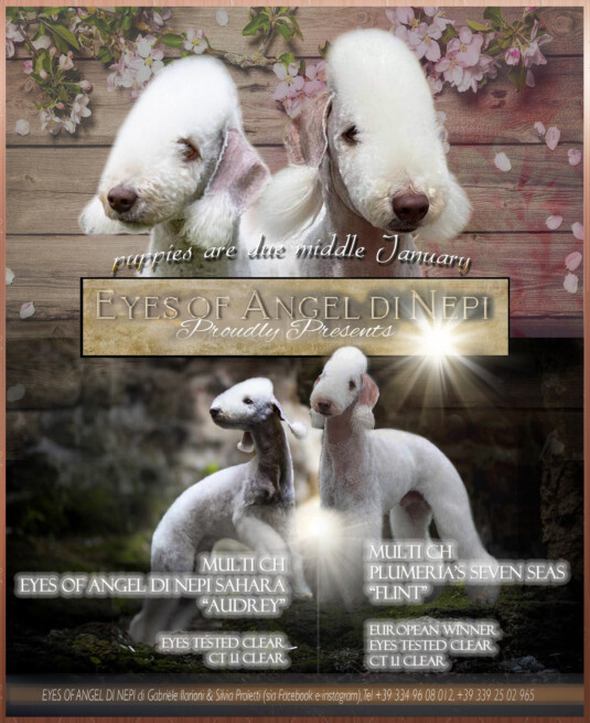 cuccioli bedlington terrier