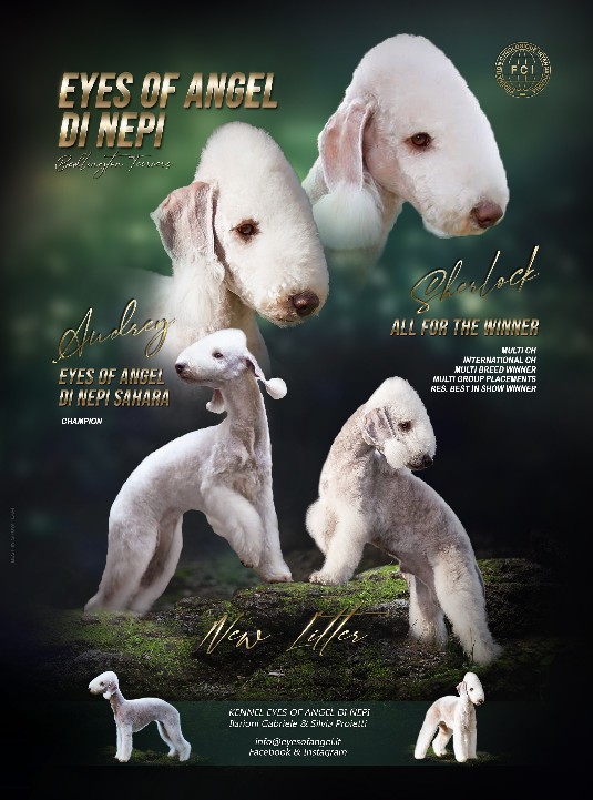 cuccioli bedlington terrier