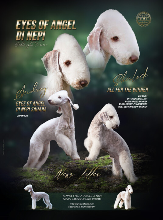 cuccioli bedlington terrier