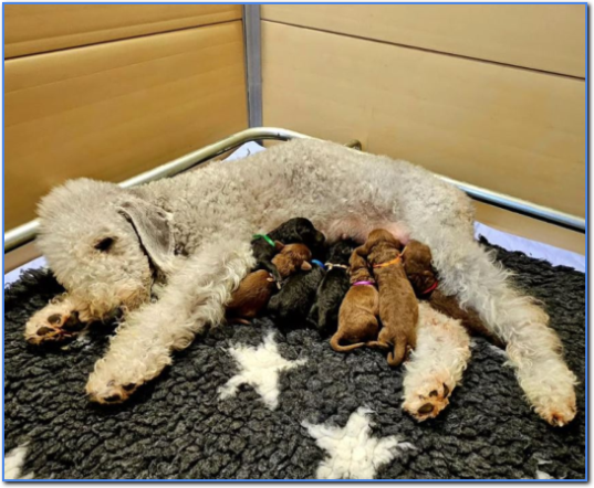 THE I LITTER THE I LITTER